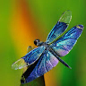 Meet your Posher, Zoha